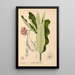 Reproduktion af maleriet af medicinske planter Pl029 - Charles Frederick Millspaugh