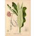 Reproduktion af maleriet af medicinske planter Pl029 - Charles Frederick Millspaugh
