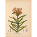 Plantes médicinales Pl030 - Charles Frederick Millspaugh — visning af kunstværket