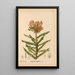 Plantes médicinales Pl030 - Charles Frederick Millspaugh — indrammet kunstværk på væggen