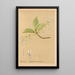 Reproduktion af maleriet Plantes médicinales Pl031 - Charles Frederick Millspaugh