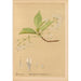 Reproduktion af maleriet Plantes médicinales Pl031 - Charles Frederick Millspaugh
