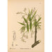 Plantes médicinales Pl032 - Charles Frederick Millspaugh — visning af kunstværket