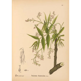 Charles Frederick Millspaugh - Medicinal Plants Pl032.webp