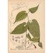 Reproduktion af maleriet af medicinske planter Pl033 - Charles Frederick Millspaugh