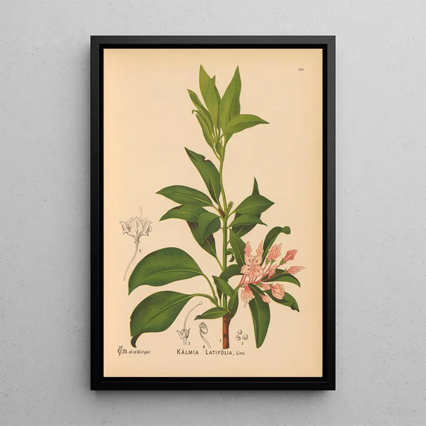 Charles Frederick Millspaugh - Medicinal Plants Pl034.webp