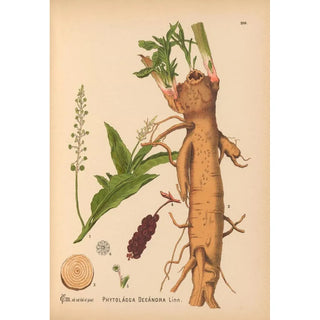 Charles Frederick Millspaugh - Medicinal Plants Pl035.webp
