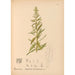 Reproduktion af maleriet Plantes médicinales Pl036 - Charles Frederick Millspaugh