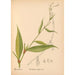 Plantes médicinales Pl037 - Charles Frederick Millspaugh — visning af kunstværket