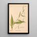 Plantes médicinales Pl037 - Charles Frederick Millspaugh — indrammet kunstværk på væggen