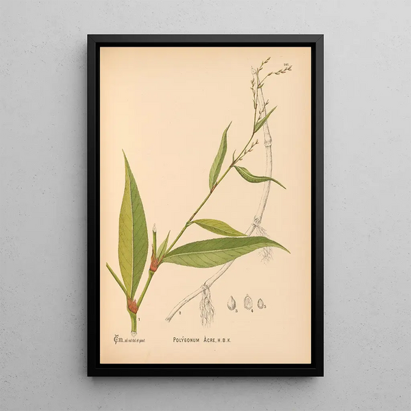 Charles Frederick Millspaugh - Medicinal Plants Pl037.webp