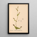 Reproduktion af maleriet af medicinske planter Pl038 - Charles Frederick Millspaugh