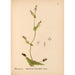 Reproduktion af maleriet af medicinske planter Pl038 - Charles Frederick Millspaugh
