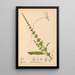 Reproduktion af maleriet Plantes médicinales Pl040 - Charles Frederick Millspaugh
