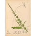 Reproduktion af maleriet Plantes médicinales Pl040 - Charles Frederick Millspaugh