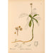 Reproduktion af maleriet Plantes médicinales Pl045 - Charles Frederick Millspaugh