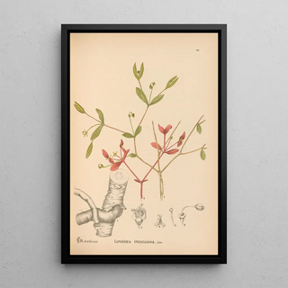 Charles Frederick Millspaugh - Medicinal Plants Pl046.webp