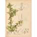 Reproduktion af maleriet af medicinske planter Pl047 - Charles Frederick Millspaugh