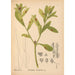 medicinske planter Pl048 - Charles Frederick Millspaugh — visning af kunstværket