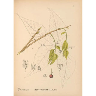 Charles Frederick Millspaugh - Medicinal Plants Pl049.webp