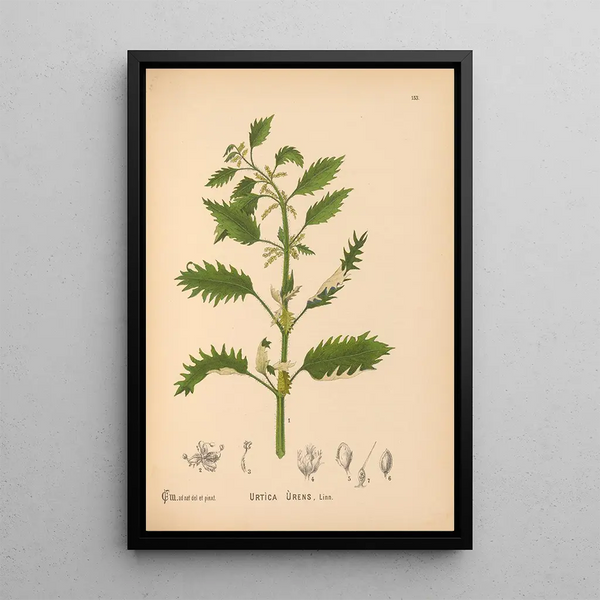 Charles Frederick Millspaugh - Medicinal Plants Pl050.webp