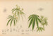 Plantes médicinales Pl051 - Charles Frederick Millspaugh — visning af kunstværket