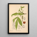 Reproduktion af maleriet af medicinske planter Pl054 - Charles Frederick Millspaugh