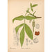 Reproduktion af maleriet af medicinske planter Pl054 - Charles Frederick Millspaugh