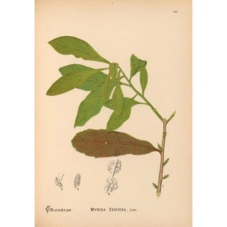 Charles Frederick Millspaugh - Medicinal Plants Pl058.webp