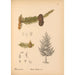 Reproduktion af maleriet Plantes médicinales Pl061 - Charles Frederick Millspaugh