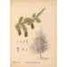 Plantes médicinales Pl062 - Charles Frederick Millspaugh — visning af kunstværket