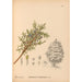 Reproduktion af maleriet af medicinske planter Pl064 - Charles Frederick Millspaugh
