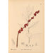 Reproduktion af maleriet Plantes médicinales Pl066 - Charles Frederick Millspaugh