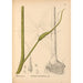 Plantes médicinales Pl067 - Charles Frederick Millspaugh — visning af kunstværket