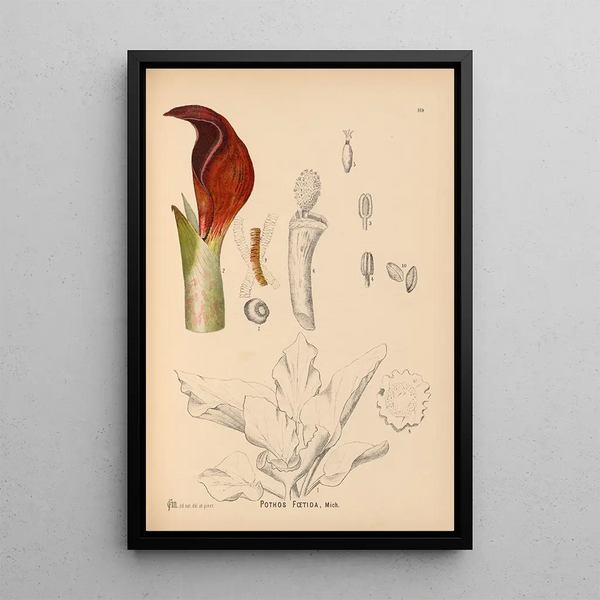 Charles Frederick Millspaugh - Medicinal Plants Pl068.webp