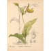medicinske planter Pl069 - Charles Frederick Millspaugh — visning af kunstværket