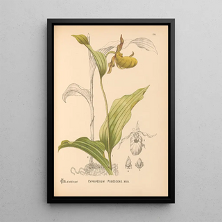 Charles Frederick Millspaugh - Medicinal Plants Pl069.webp