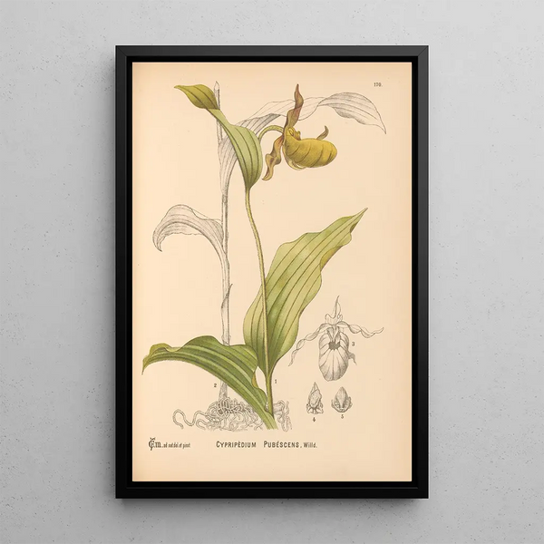 Charles Frederick Millspaugh - Medicinal Plants Pl069.webp
