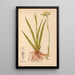 Reproduktion af maleriet Plantes médicinales Pl070 - Charles Frederick Millspaugh