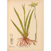Reproduktion af maleriet Plantes médicinales Pl070 - Charles Frederick Millspaugh