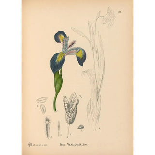 Charles Frederick Millspaugh - Medicinal Plants Pl072.webp