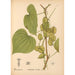 Medicinske planter Pl073 - Charles Frederick Millspaugh — visning af kunstværket