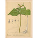 medicinske planter Pl074 - Charles Frederick Millspaugh — visning af kunstværket