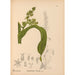 Reproduktion af maleriet af medicinske planter Pl075 - Charles Frederick Millspaugh