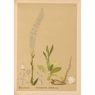 Charles Frederick Millspaugh - Medicinal Plants Pl076.webp