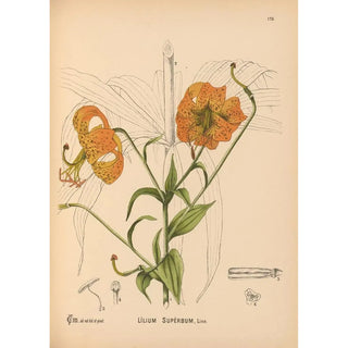 Charles Frederick Millspaugh - Medicinal Plants Pl078.webp