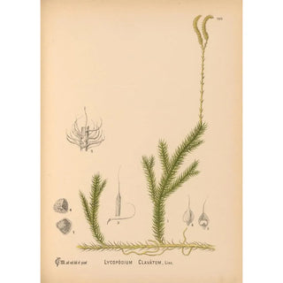 Charles Frederick Millspaugh - Medicinal Plants Pl080.webp
