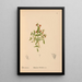 Reproduktion af maleriet af medicinske planter Pl081 - Charles Frederick Millspaugh
