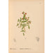 Reproduktion af maleriet af medicinske planter Pl081 - Charles Frederick Millspaugh