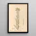 Reproduktion af maleriet af medicinske planter Pl083 - Charles Frederick Millspaugh